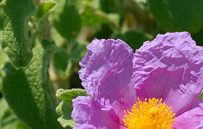 Лавдан (Cistus) Лавдан (Cistus)